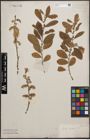 Foto von Salix cinerea L.